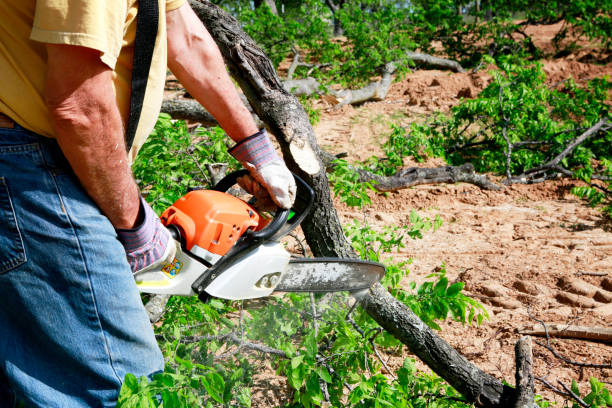 Reliable Hondo, TX  Tree Services Solutions